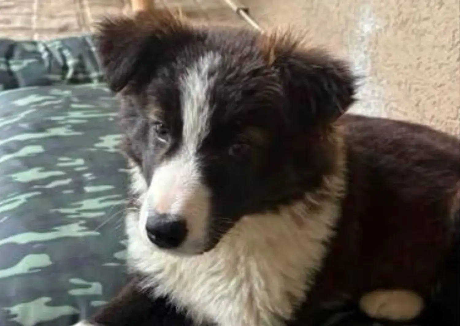 Buscan a perrita perdida en calle Independencia