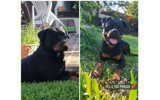 Buscan a Oma y Praga: ofrecen recompensa