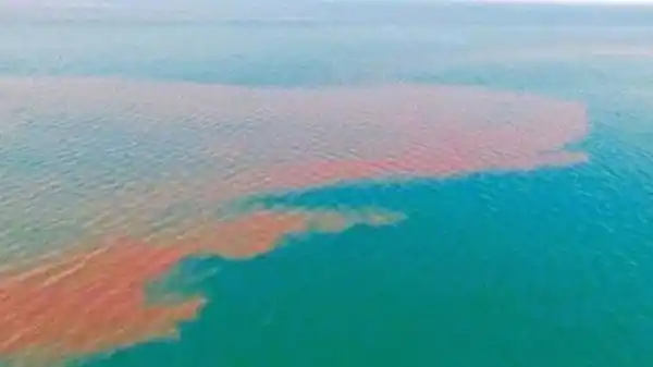 El desagradable origen de la gran mancha que apareció en un paraíso turístico mexicano