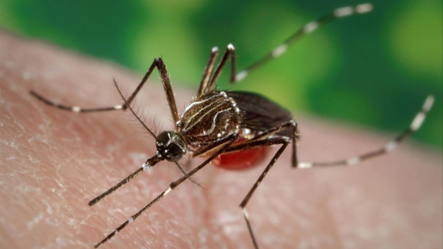 En Corrientes, como en el resto de la región nordeste, está declarada la circulación viral de la enfermedad transmitida por el mosquito Aedes Aegypti.