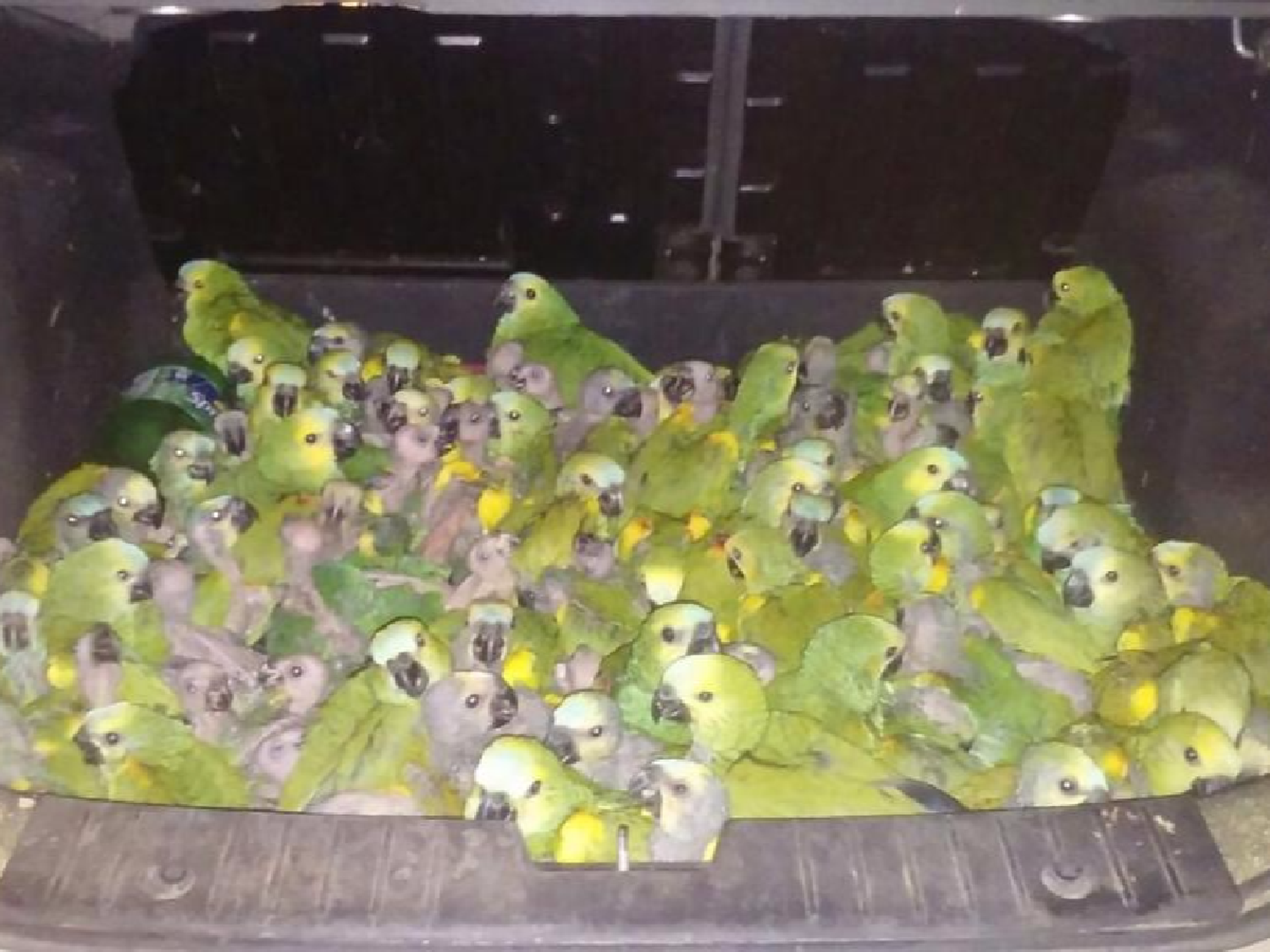 En Alicia detienen a un joven que transportaba 146 loros habladores en el baúl de un auto