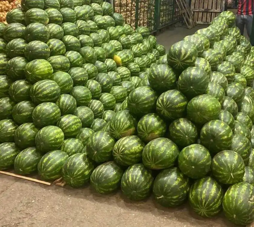 Desde Las Lomitas y Laguna Yema se 
entregaron más de 200.000 kilos de sandías