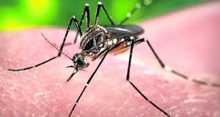 Dengue: Cuáles son los síntomas
