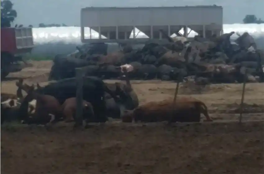 Misterio: más de 1300 vacunos murieron en el sur provincial