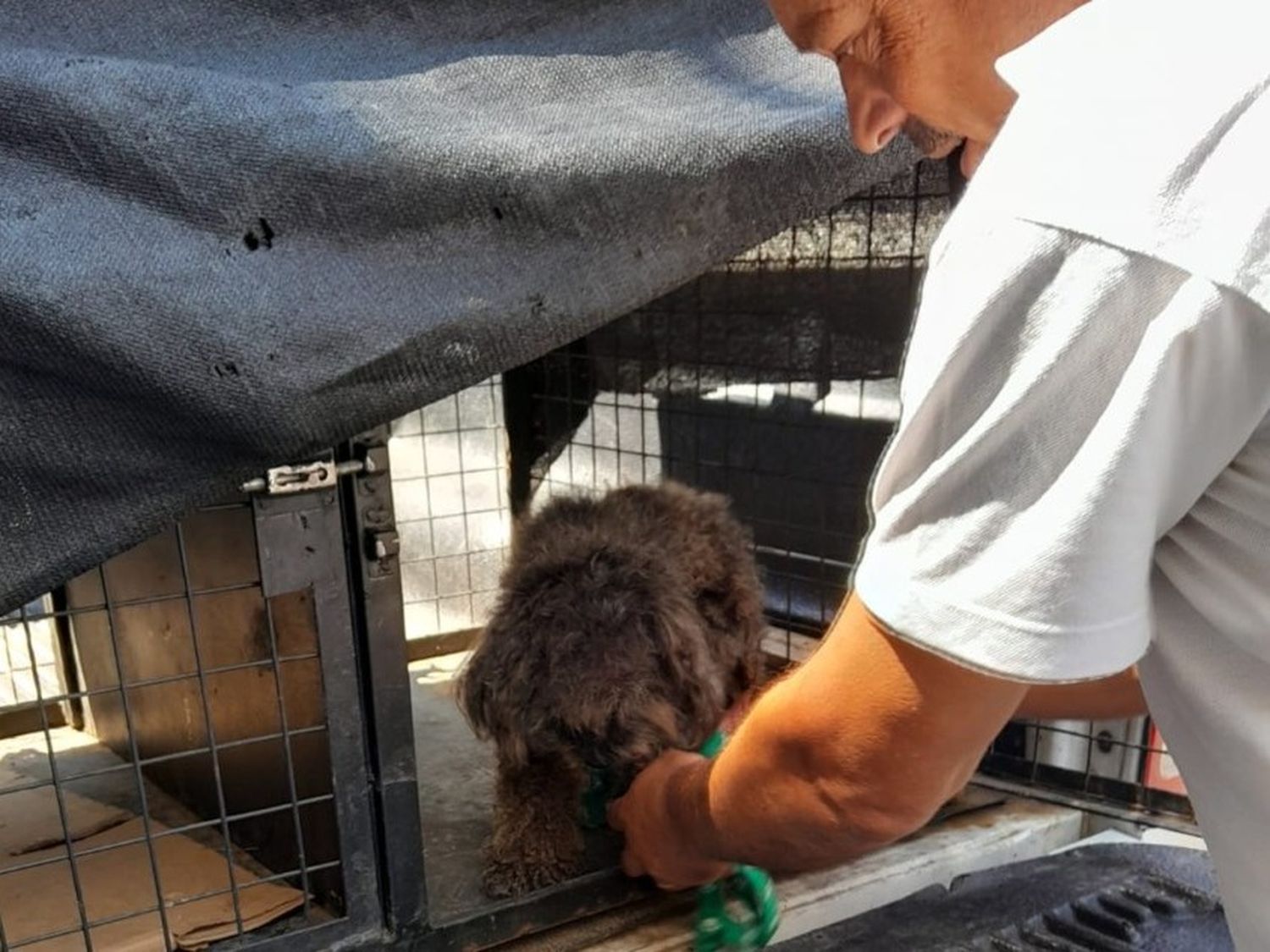 Rescatan a un caniche abandonado durante diez días en una casa de barrio Abasto