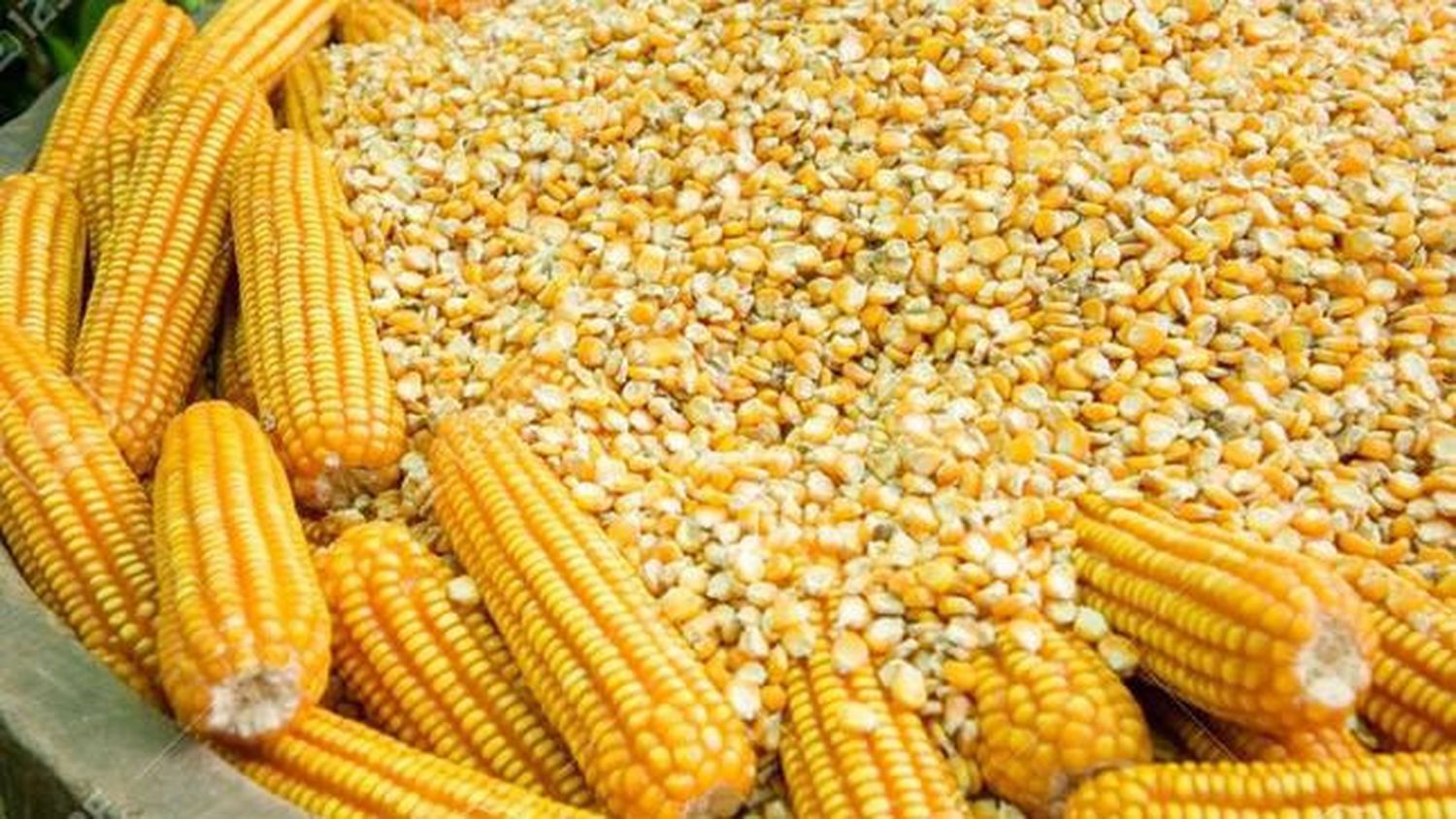 La producción de maíz en la provincia   cayó un 50 por ciento
