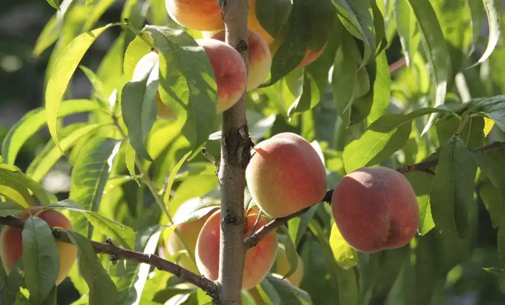 María Teresa: continúan plantando árboles frutales en plazas y veredas