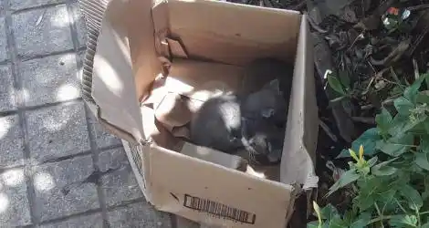 Gatitos abandonados en Alvear y 25 de Mayo