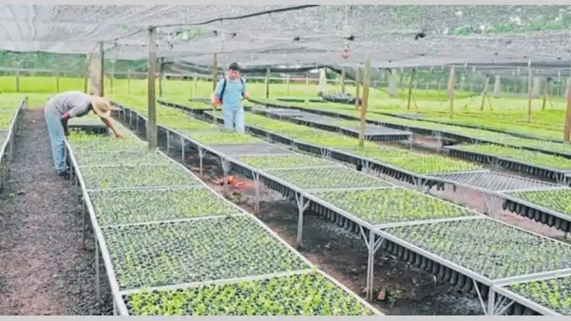 Nuevo récord de consumo de yerba en 2019