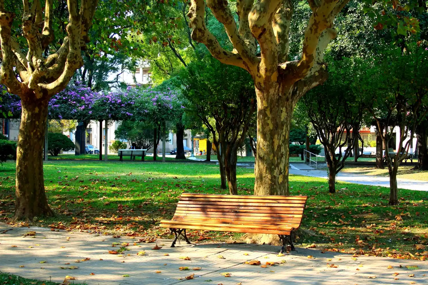 Plaza Constitución- Foto Daniel Martínez