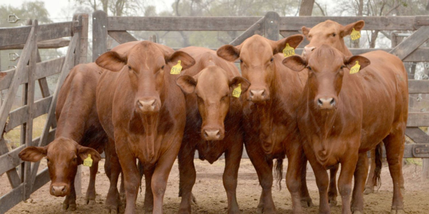 Con un respiro para las pasturas, los ganaderos mejoran su ánimo luego de las recientes lluvias