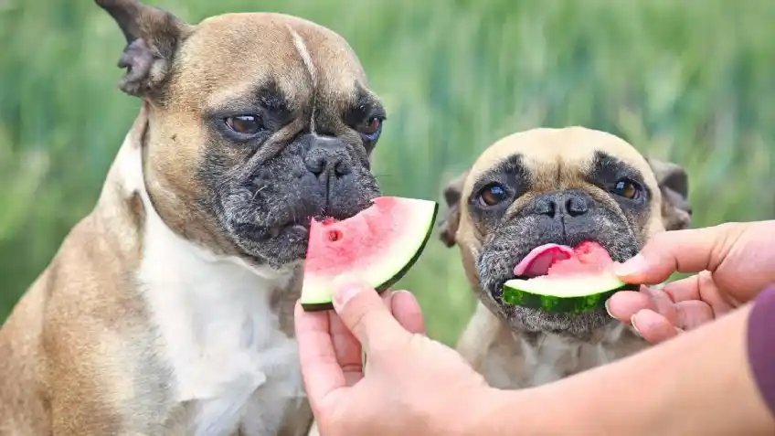 ¿Cuáles son las mejores verduras para un perro? (Video)