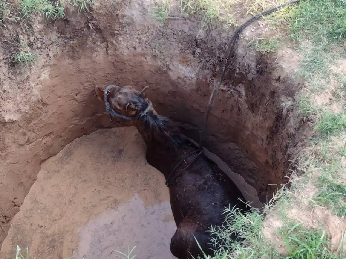 En Morteros, rescataron un caballo que cayó a un pozo