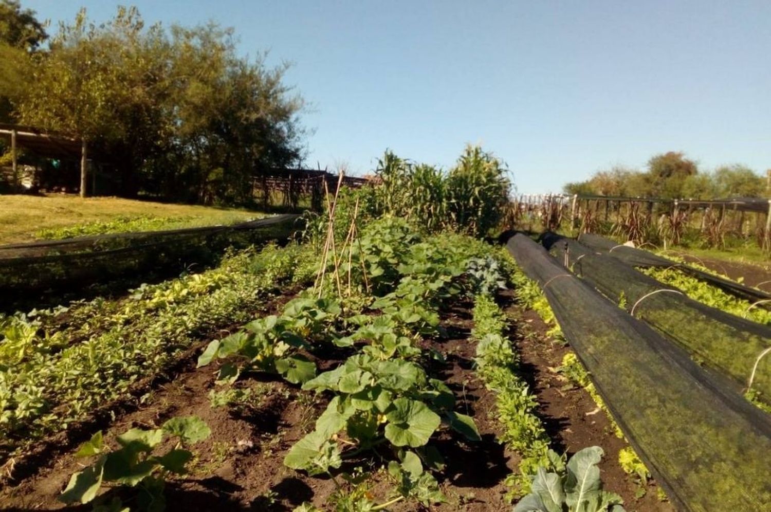 Implementan microcréditos para que floricultores en crisis produzcan verduras agroecológicas