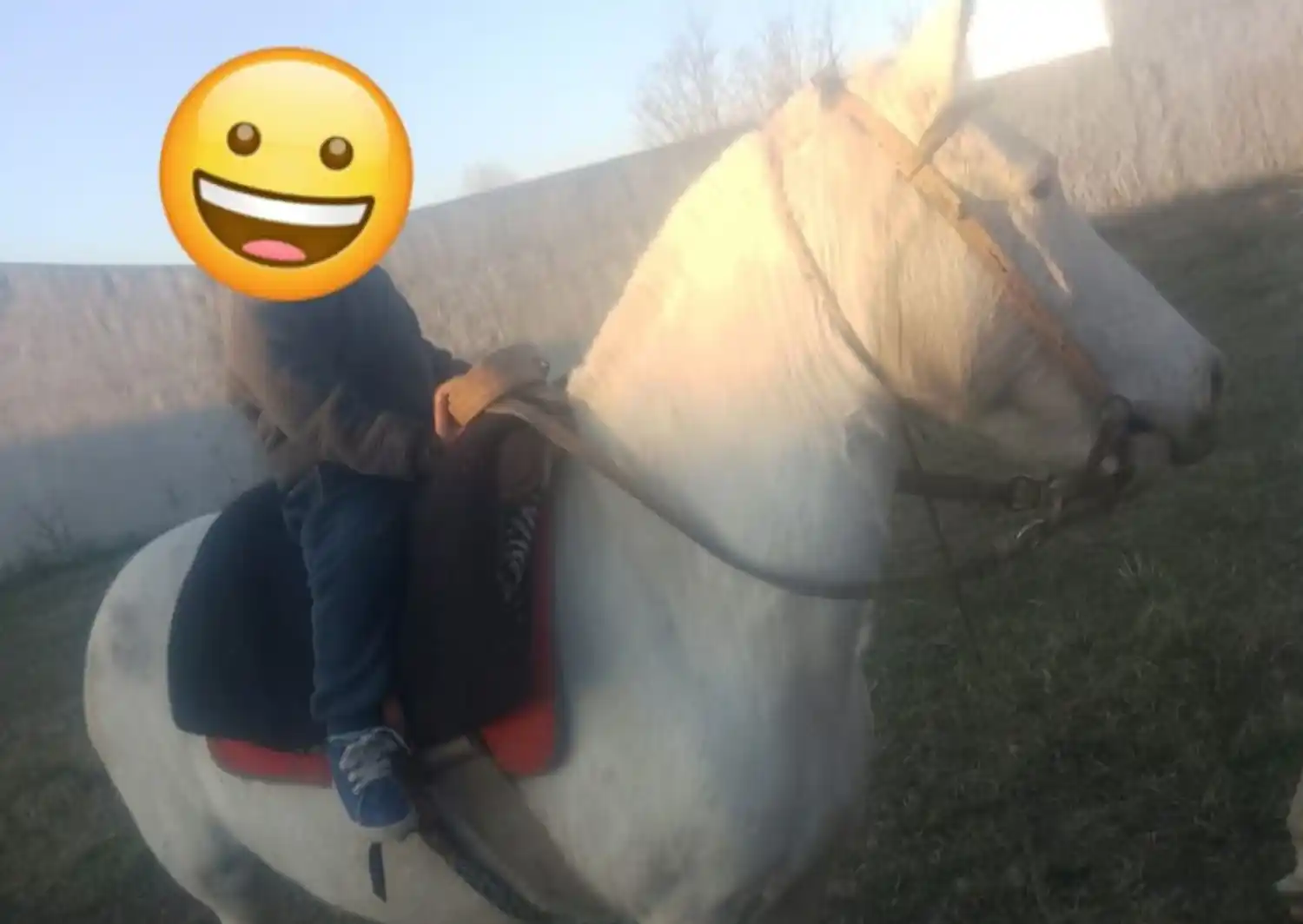 Dueños buscan a caballo perdido en zona de la escuela 27