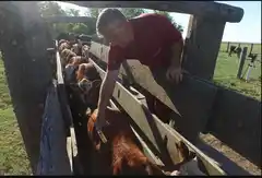 El Plan Ganadero Nacional será lanzado en Entre Ríos