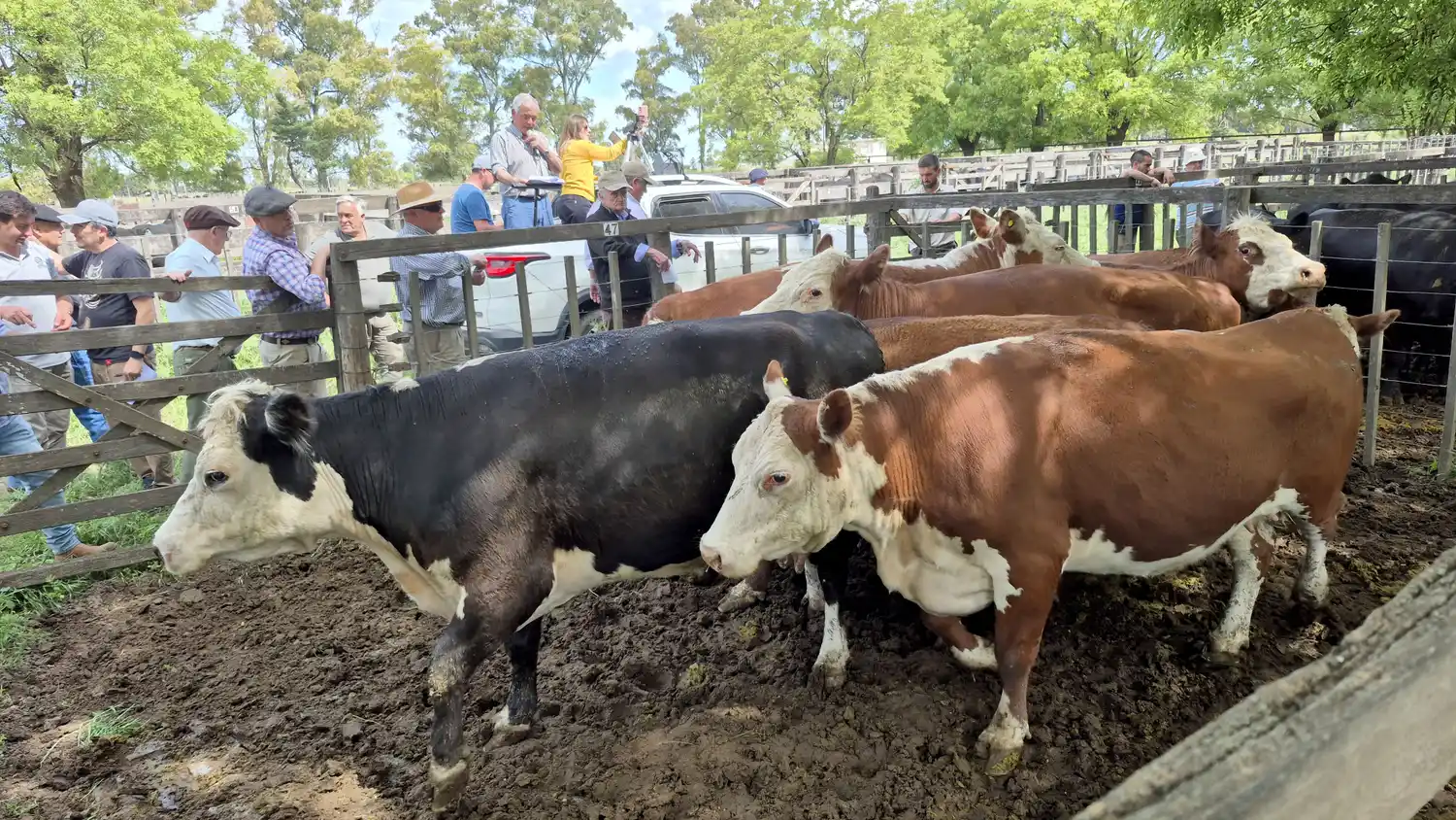 Una jornada primaveral, un encierre de casi 450 cabezas aportadas por 41 remitentes y valores “bien de mercado” tuvo la tarde de feria