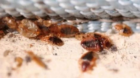 Un preso fue "devorado vivo" por chinches y parásitos en su celda