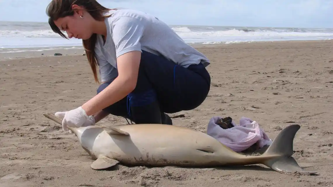 Alerta por la aparición de delfines muertos en la Costa Atlántica