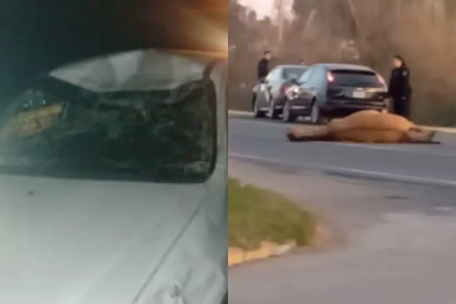 Preocupación por la gran cantidad de caballos sueltos en la autovía 19 que ya provocaron varios accidentes