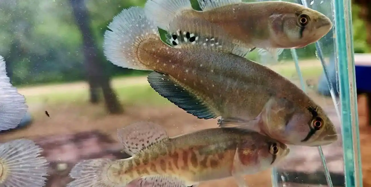 Inesperado: descubrieron en Chaco una especie de pez adaptada a sobrevivir a la sequía