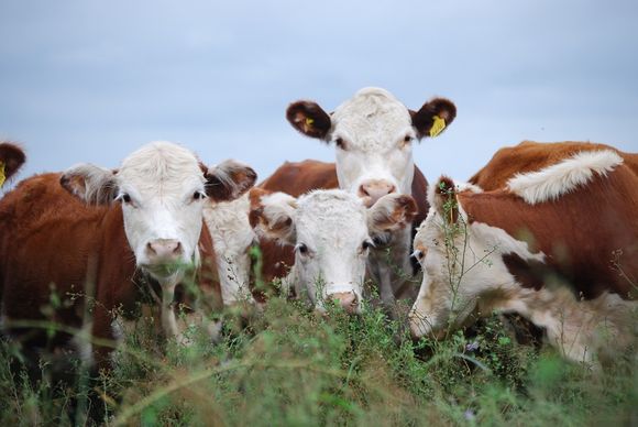 Cómo fortalecer los rodeos y lograr vientres más fértiles