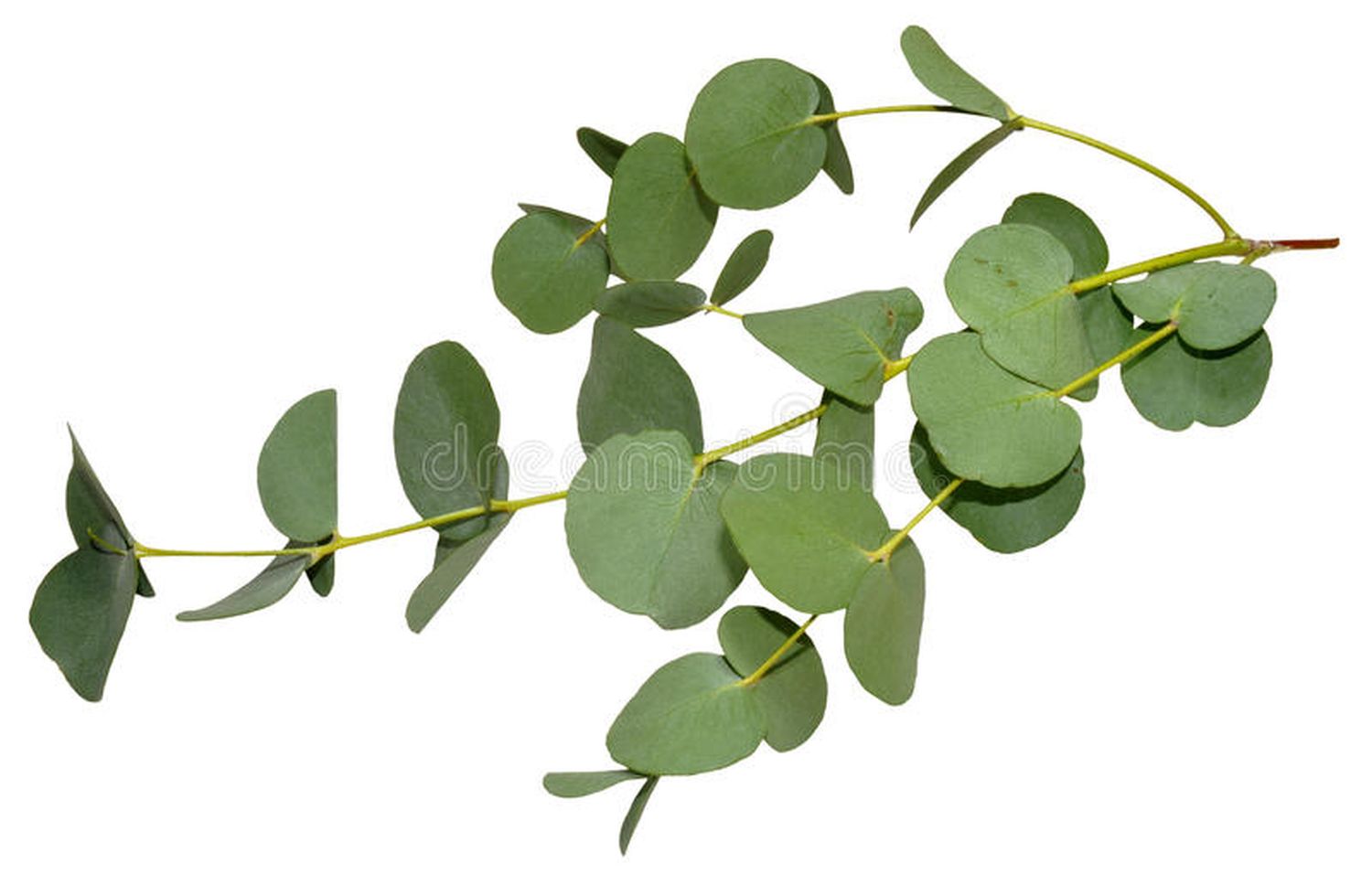 Eucalipto: más que té, vahos y aceite esencial