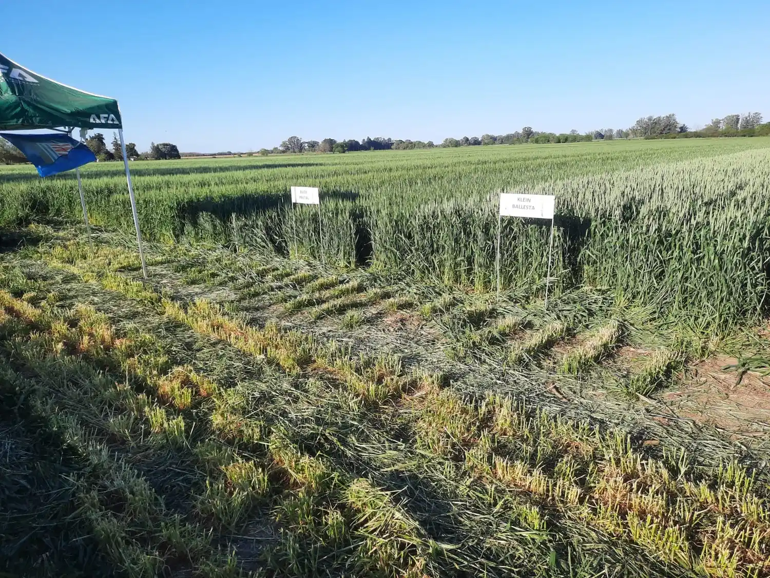 Monitoreo de plagas y ensayos, principales tareas del INTA local
