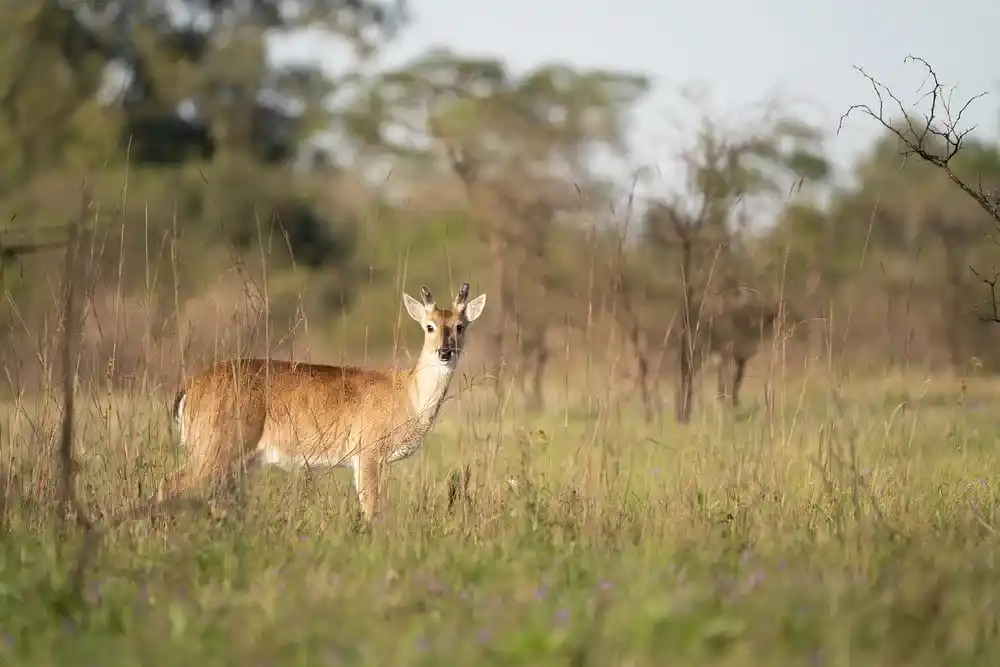 La resolución cita recomendaciones de organismos nacionales e internacionales que alertan sobre el impacto ambiental y sanitario de la expansión del cerdo silvestre.