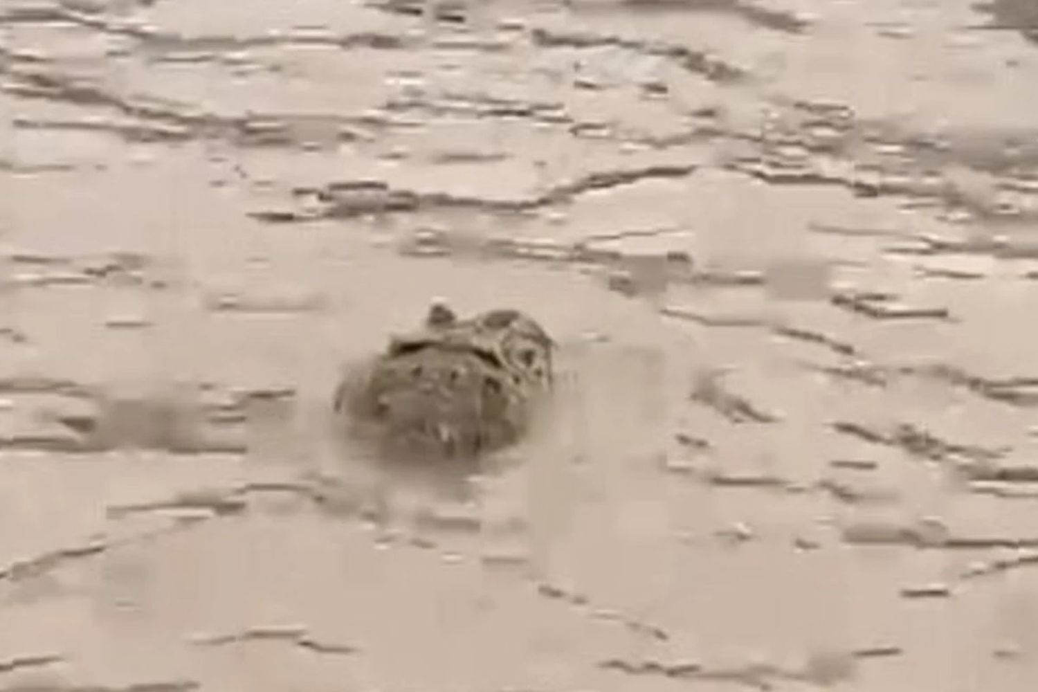 Video: apareció un yacaré enorme en la Laguna Setúbal