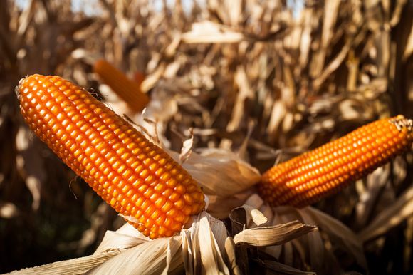 El maíz Flint, otro cultivo que expande sus exportaciones