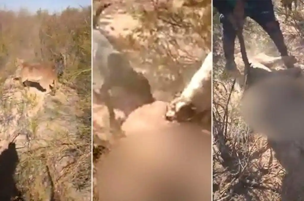 Salvajismo: mataron a palazos a un puma desorientado por la quema de humedales