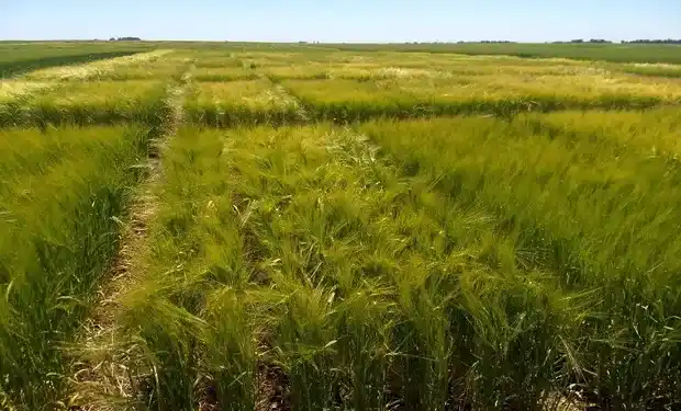 El futuro de la cerveza nace en el campo
