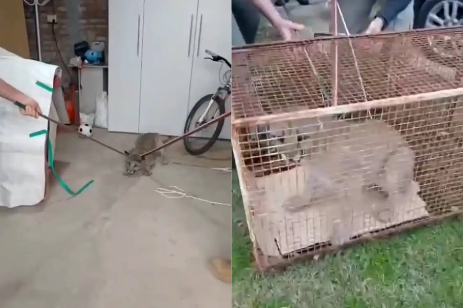 Rescataron a un felino salvaje que había ingresado a una vivienda de la región