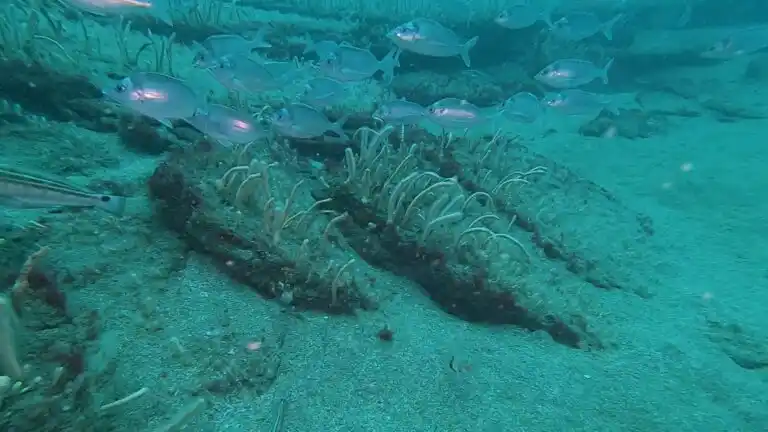 Los jardines de corales encontrados en Mar del Plata