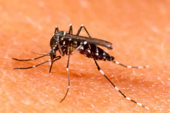 Fueron confirmados dos casos de dengue en Chascomús