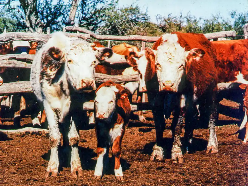 Menos vacas: el rodeo bovino caerá en 2019