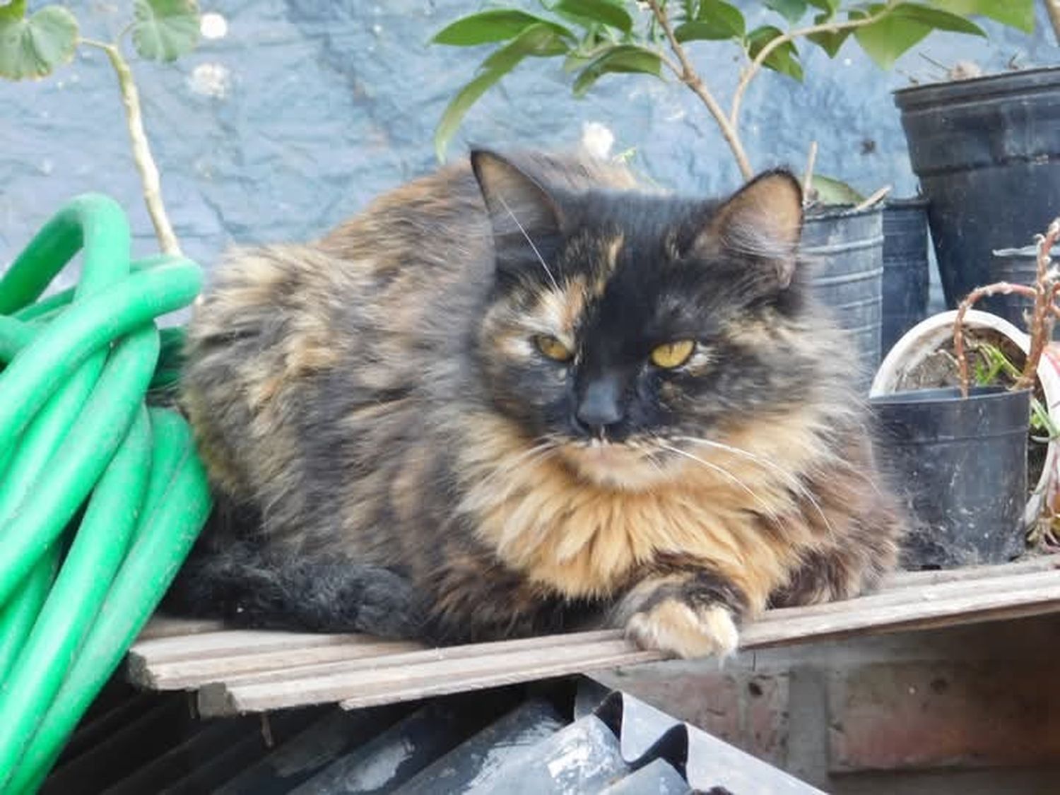 Buscan a Lulú, una gatita carey que fue vista por última vez el viernes