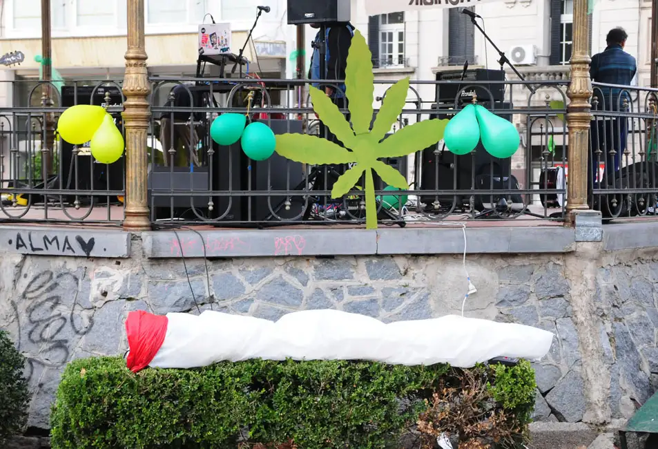 Desde Cannabis Medicinal Tandil celebraron a autorizacion del autocultivo|Cosas que pasan 