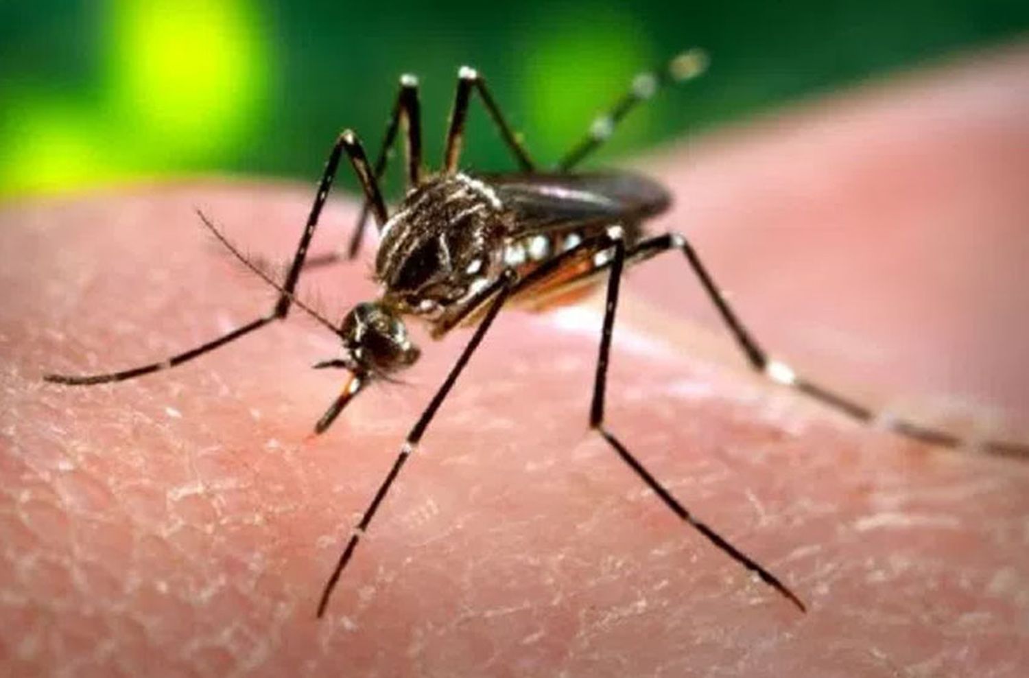 Las precipitaciones y las temperaturas debajo de la máximas fueron el coctel explosivo para que aparezcan los mosquitos