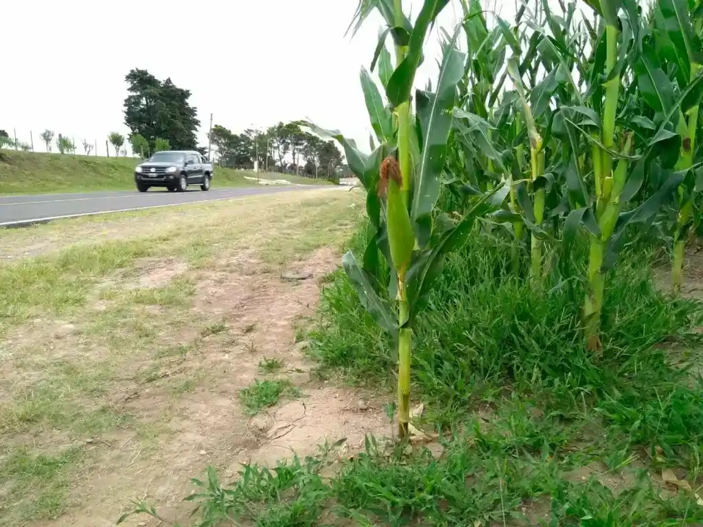 Chascomús debate el uso productivo de las banquinas de rutas provinciales
