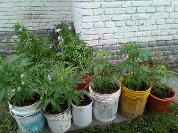 “Secuestraron un invernadero”: prisión preventiva para un hombre investigado por microtráfico en la zona