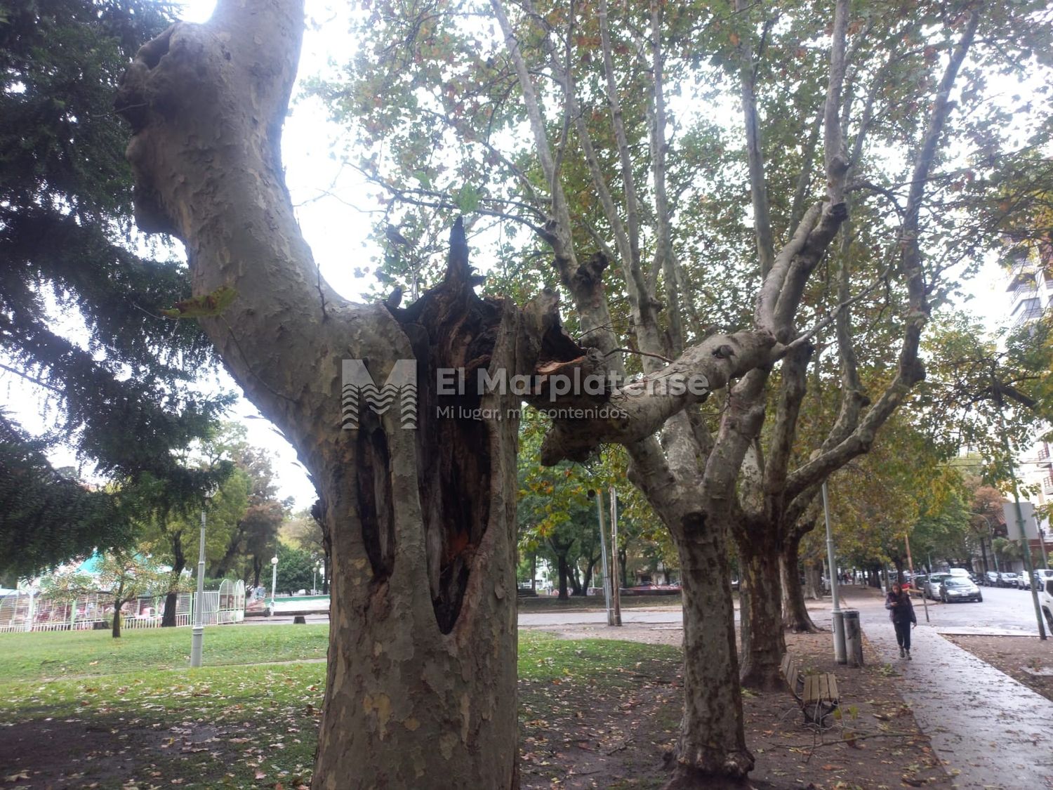 Lo que dejó el temporal: preocupación por un árbol con riesgo de caída