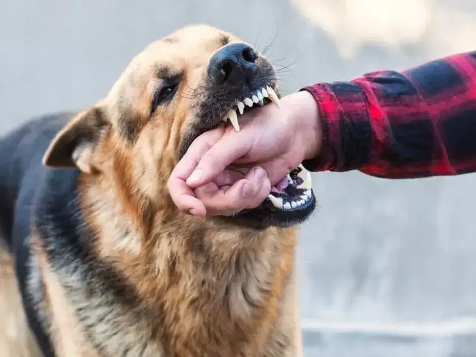 Entre Ríos y la región Centro concentran alta carga de mordeduras de perro en el país