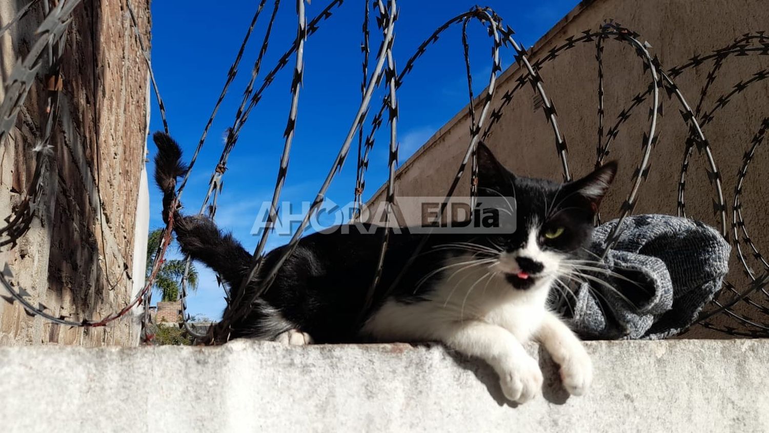 gatito - 2