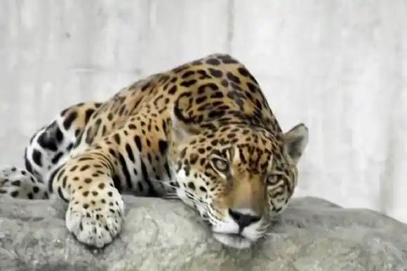 Muere Caroní, el jaguar que estaba en cautiverio en el Parque del Este