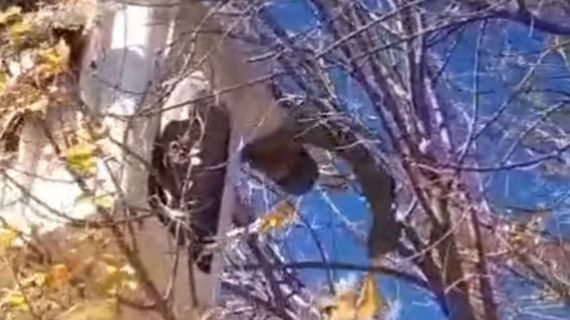 Un trabajador de Parques y Paseos rescató a un gato que llevaba tres días en un árbol