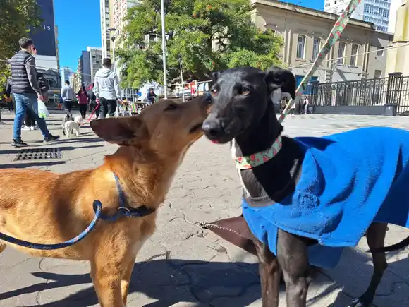 Adoptar salva vidas: buscan voluntarios para rescatar y cuidar animales en Mar del Plata