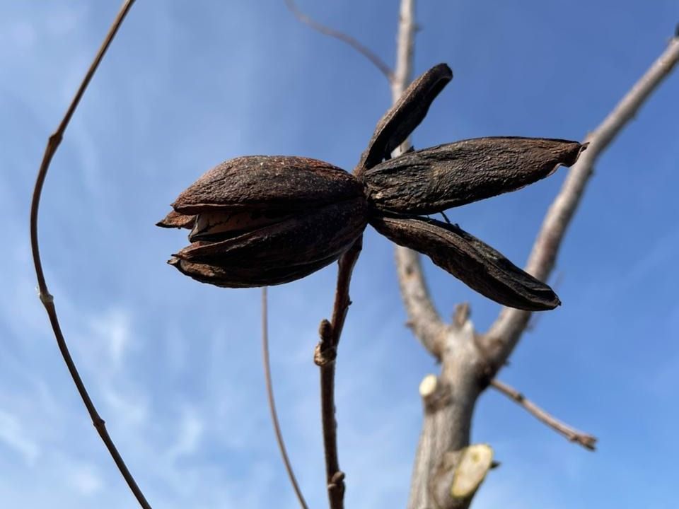La nuez de pecán.