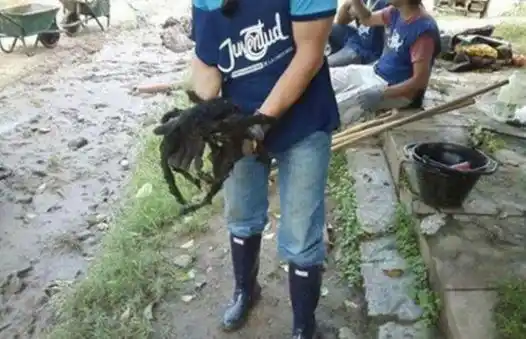 Escalofriante hallazgo: una araña gigante en Catamarca